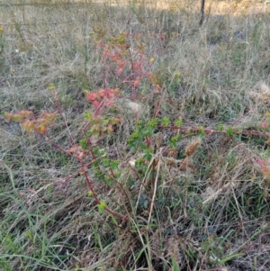 Euphorbia oblongata at Fadden, ACT - 25 Jan 2023