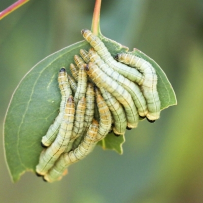 Pseudoperga sp. (genus) (Sawfly, Spitfire) at Hawker, ACT - 24 Jan 2023 by AlisonMilton