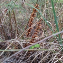 Orobanche minor (Broomrape) at Fadden, ACT - 25 Jan 2023 by KumikoCallaway