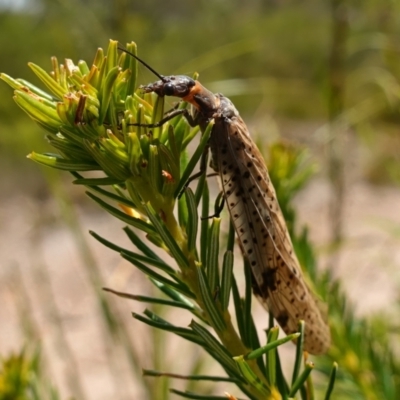 Archichauliodes sp. (genus) (Alderfly or Dobsonfly) at Vincentia, NSW - 21 Jan 2023 by RobG1