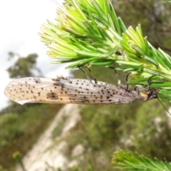 Archichauliodes sp. (genus) at Vincentia, NSW - suppressed