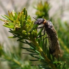 Archichauliodes sp. (genus) at Vincentia, NSW - suppressed