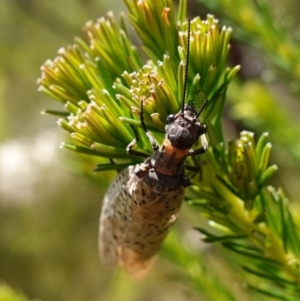 Archichauliodes sp. (genus) at Vincentia, NSW - suppressed