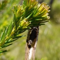 Archichauliodes sp. (genus) at Vincentia, NSW - suppressed