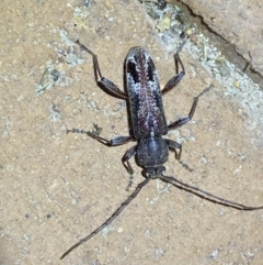Phacodes personatus (Longhorn beetle) at Jerrabomberra, NSW - 25 Jan 2023 by Steve_Bok