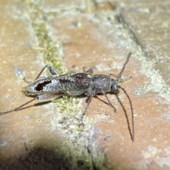 Phacodes personatus at Jerrabomberra, NSW - 25 Jan 2023