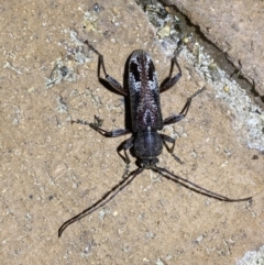 Phacodes personatus at Jerrabomberra, NSW - 25 Jan 2023