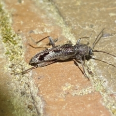 Phacodes personatus at Jerrabomberra, NSW - 25 Jan 2023