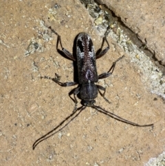 Phacodes personatus at Jerrabomberra, NSW - 25 Jan 2023