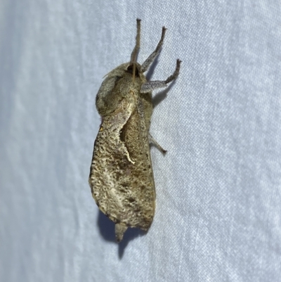 Elhamma australasiae (A Swift or Ghost moth (Hepialidae)) at Jerrabomberra, NSW - 25 Jan 2023 by SteveBorkowskis