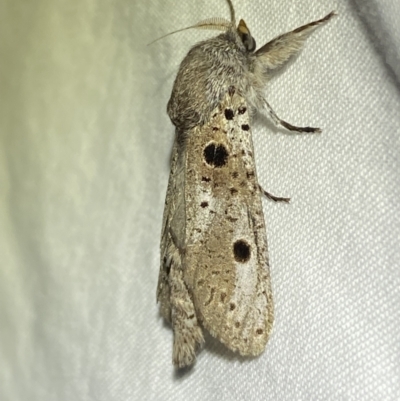 Sympycnodes digitata (A Cossid moth) at QPRC LGA - 25 Jan 2023 by Steve_Bok