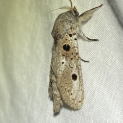 Sympycnodes digitata (A Cossid moth) at Jerrabomberra, NSW - 25 Jan 2023 by Steve_Bok
