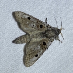 Sympycnodes digitata at suppressed - 25 Jan 2023