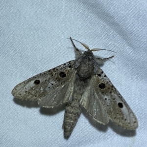 Sympycnodes digitata at suppressed - 25 Jan 2023