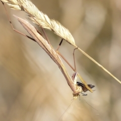 Tenodera australasiae (Purple-winged mantid) at Hawker, ACT - 24 Jan 2023 by AlisonMilton