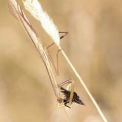 Tenodera australasiae at Hawker, ACT - 25 Jan 2023