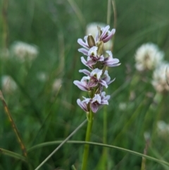 Prasophyllum alpestre (Mauve leek orchid) at Kosciuszko National Park - 25 Jan 2023 by Rebeccajgee