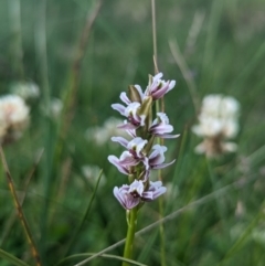 Paraprasophyllum alpestre at Kosciuszko National Park, NSW - suppressed