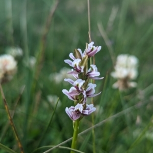 Paraprasophyllum alpestre at Kosciuszko National Park, NSW - suppressed