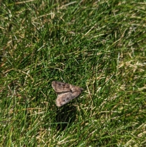 Agrotis infusa at Kosciuszko National Park, NSW - 25 Jan 2023