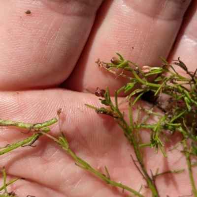 Myriophyllum lophatum (Crested Water-milfoil) at Namadgi National Park - 25 Jan 2023 by MattM