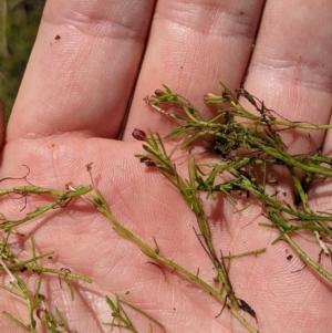 Myriophyllum lophatum at Cotter River, ACT - 25 Jan 2023