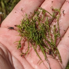 Myriophyllum lophatum at Cotter River, ACT - 25 Jan 2023