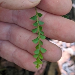 Acacia pravissima (Wedge-leaved Wattle, Ovens Wattle) at Namadgi National Park - 25 Jan 2023 by MattM