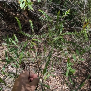 Acacia pravissima at Cotter River, ACT - 25 Jan 2023