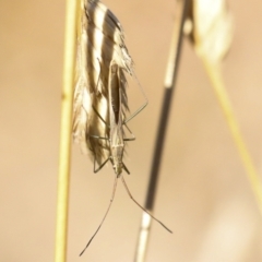 Mutusca brevicornis (A broad-headed bug) at Hawker, ACT - 25 Jan 2023 by AlisonMilton