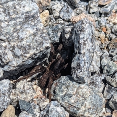 Unidentified Other hunting spider at Munyang, NSW - 25 Jan 2023 by Rebeccajgee