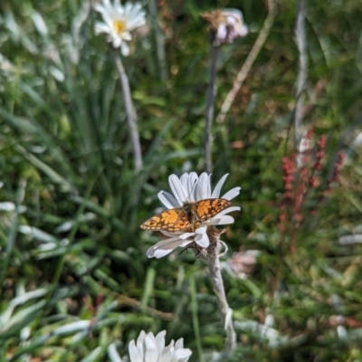 Oreixenica orichora (Spotted Alpine Xenica) at Kosciuszko National Park - 25 Jan 2023 by Rebeccajgee