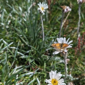 Oreixenica orichora at Kosciuszko National Park, NSW - 25 Jan 2023