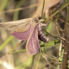 Oxycanus (genus) (Unidentified Oxycanus moths) at The Pinnacle - 24 Jan 2023 by AlisonMilton