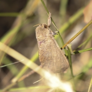 Oxycanus (genus) at Hawker, ACT - 25 Jan 2023