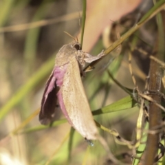 Oxycanus (genus) at Hawker, ACT - 25 Jan 2023