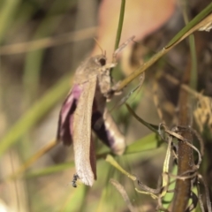 Oxycanus (genus) at Hawker, ACT - 25 Jan 2023