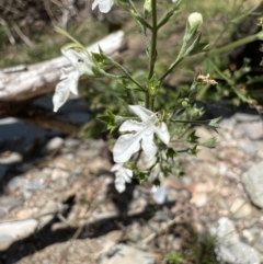 Teucrium corymbosum (Forest Germander) at Yarrow, NSW - 24 Jan 2023 by SimoneC