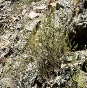 Teucrium corymbosum at Yarrow, NSW - 24 Jan 2023