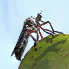 Chrysopogon muelleri (Robber fly) at The Pinnacle - 25 Jan 2023 by AlisonMilton