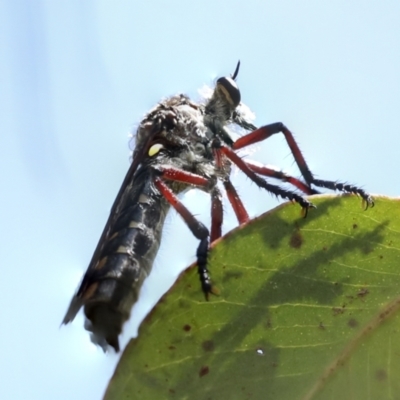 Chrysopogon muelleri (Robber fly) at Hawker, ACT - 25 Jan 2023 by AlisonMilton