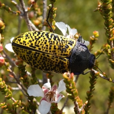 Stigmodera macularia (Macularia jewel beetle) at Vincentia, NSW - 21 Jan 2023 by RobG1