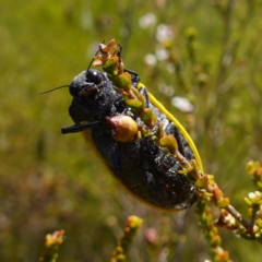 Stigmodera macularia at Vincentia, NSW - suppressed