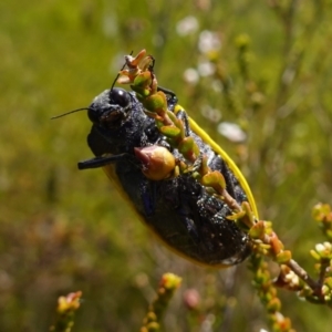 Stigmodera macularia at Vincentia, NSW - 21 Jan 2023