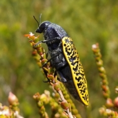 Stigmodera macularia at Vincentia, NSW - 21 Jan 2023