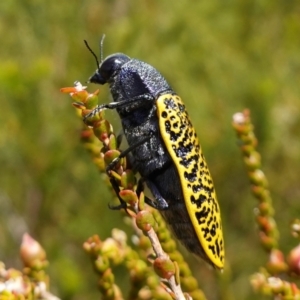 Stigmodera macularia at Vincentia, NSW - 21 Jan 2023