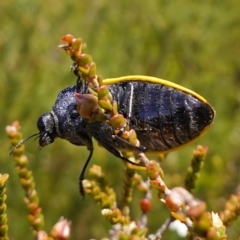 Stigmodera macularia at Vincentia, NSW - 21 Jan 2023