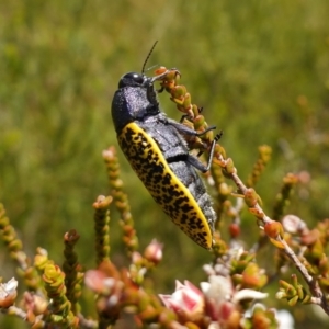 Stigmodera macularia at Vincentia, NSW - suppressed