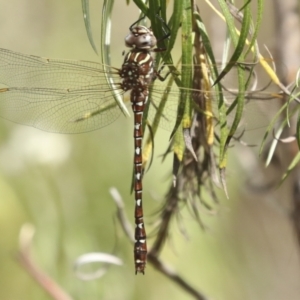 Austroaeschna unicornis at Hawker, ACT - 25 Jan 2023