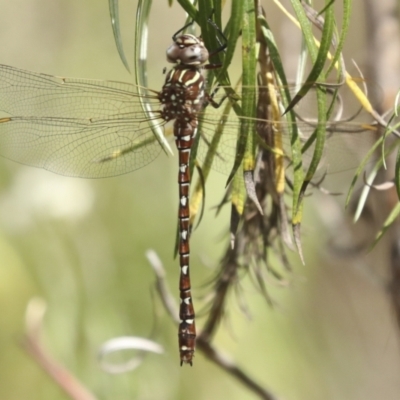 Austroaeschna unicornis (Unicorn Darner) at Hawker, ACT - 25 Jan 2023 by AlisonMilton